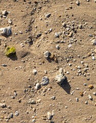 Tan Sand Beach with Coral Bits and Sea Shells for use as a Cover Photograph.
