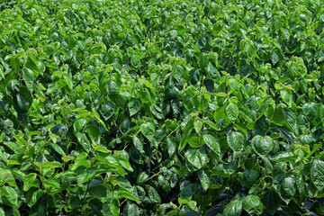 Green mulberry leaves in field. Mulberry tree cultivation. Mulberry fruit plants in garden.