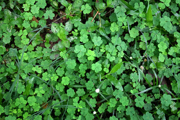 Oxalis corniculata plant's leaf pattern. Green Amrul leaves in nature. Saint Patrick leaf houseplant. 