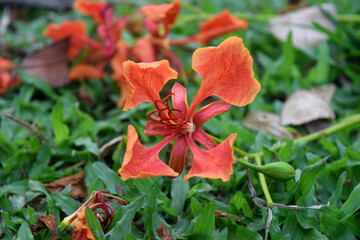 Caesalpinia pulcherrima plant's blossom. Scientific name Delonix regia. Red Krishna Chura flower on...