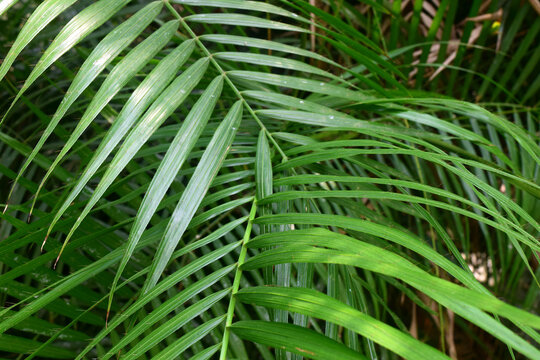 black cardinal.philodendron Philodendron 'Black Cardinal' Plant in a Titanium Pot – Plants & Plants  Supercentre