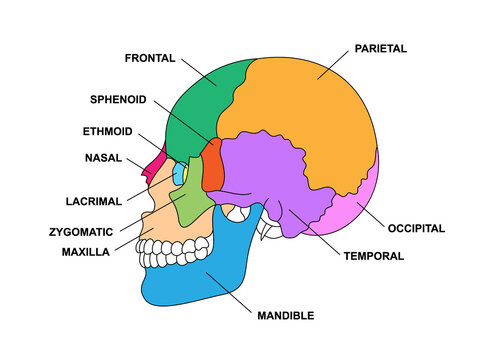 Human skull bones anatomy with descriptions. Colored cranial parts structure. Zygomatic, nasal, maxilla, temporal, frontal head parts.