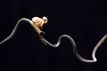 snake on black background