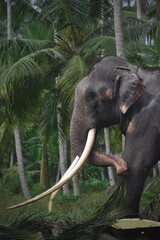 An huge tusker with his longest tusks.   