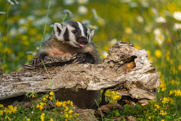 North American Badger (Taxidea taxus) Leans Over Log Tongue Stuck Out Summer
