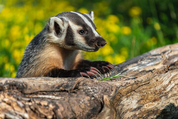 North American Badger (Taxidea taxus) Hangs Over Edge of Log Claws Extended Summer