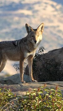California Coyote on Sandstone Vertical Video