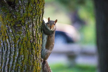 Obraz premium squirrel on a tree