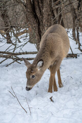 deer in snow