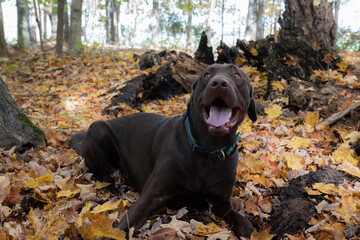 black labrador retriever