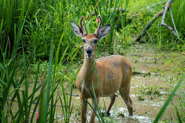 deer in the grass