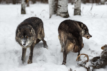 Two Black Phase Wolves (Canis lupus) One Snarling Near Deer Carcass Winter