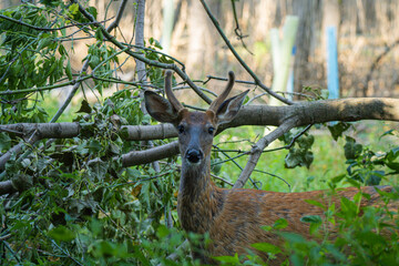 deer in the woods