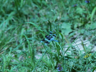 Beware the Dragon(fly)