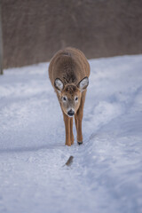 red fox in snow
