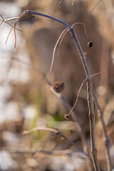 dragonfly on a branch