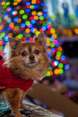 yorkshire terrier puppy