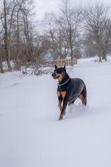 dog in snow