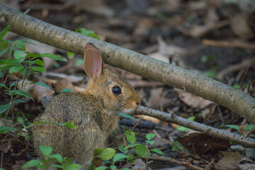 rabbit in the grass