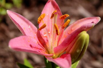 Pink lily bloom 