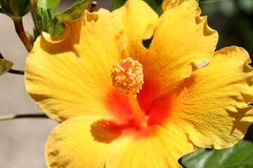 Close up of a Hibiscus Flower 