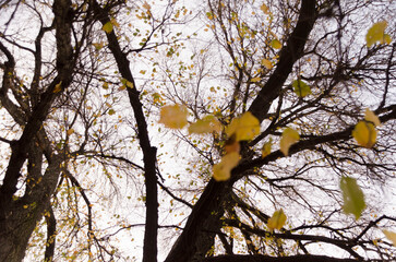 otoño