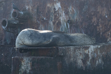 Arctophoca australis