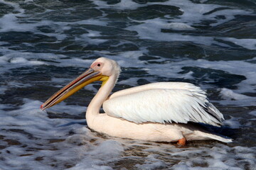 Fototapeta na wymiar Big white pelican on the seashore