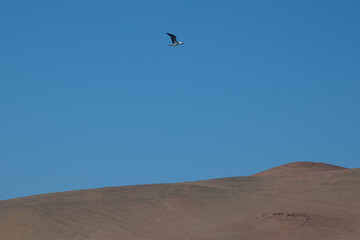 paracas national reserve
