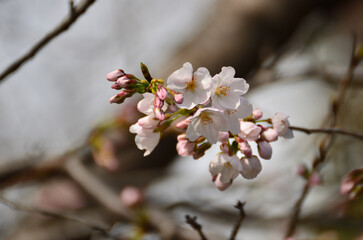 桜