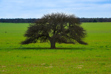 Calden tree landscape, La Pampa province, Patagonia, Argentina.
