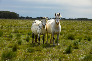Obraz premium Herd of horses in the coutryside, La Pampa province, Patagonia, Argentina.