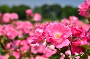 Fototapeta premium 薔薇
