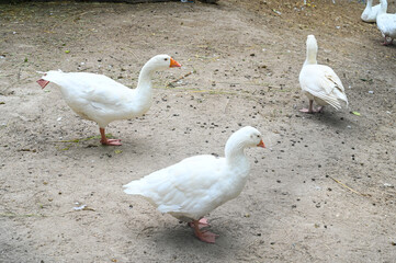 Domestic white geese behind fence on the farm.