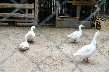 Domestic white geese behind fence on the farm.
