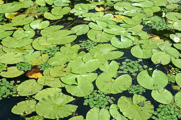 Lotus flower and leaves on the river. Water lilly blossoms on the lake in hot summer day. green...