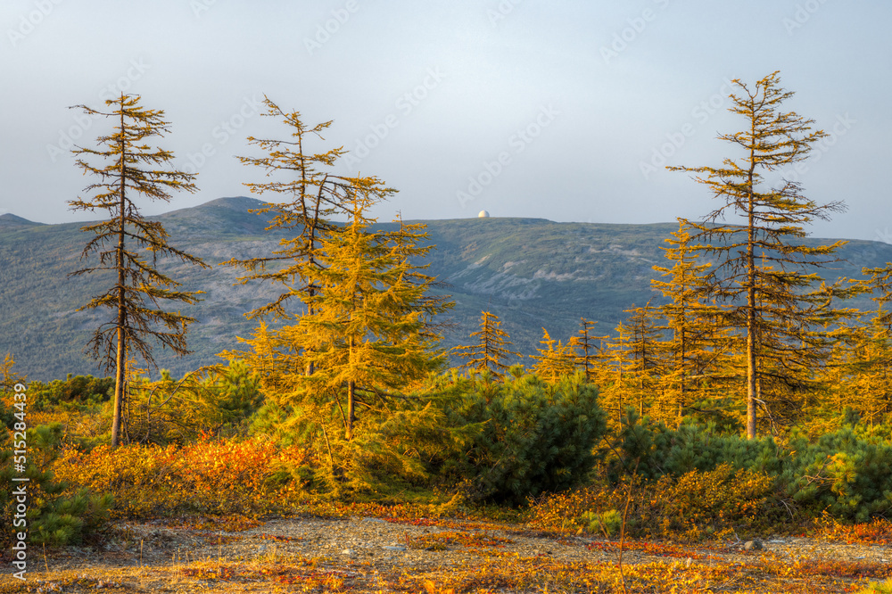 Wall mural Beautiful autumn landscape. View of yellowed larches. In the distance, on top of a mountain, is a white dome. Nature of Siberia and the Russian Far East. Magadan region, Russia.