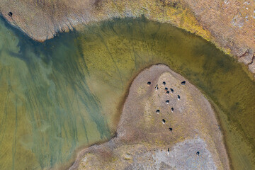 Top down view of a herd of horses grazing on the shore of a shallow lake. Aerial view of animals in...