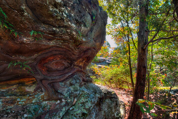 Eye in a rock in a forest