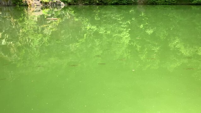 Lots of fish swimming in the lake