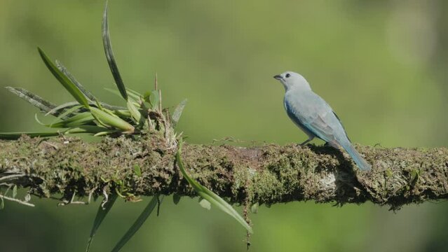 a slow motion rear view of a blue-gray tanager perched on branch at boca tapada in costa rica