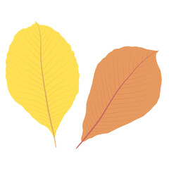 フラットなトチノキの葉のイラスト