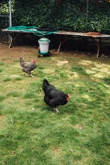 Poster chickens on grass in backyard chicken coop © Nicole Kandi