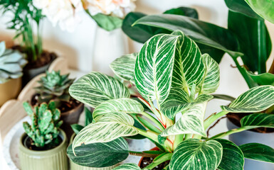 Close up of leaves philodendron white measures or birkin or new wave in the pot at home. Indoor gardening. Hobby. Green houseplants. Modern room decor, interior. Lifestyle, Still life with plants	