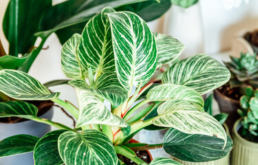 Close up of leaves of filodendron new wave in the pot. Big green leaves with white stripes. Indoor garden, home jungle © Natali