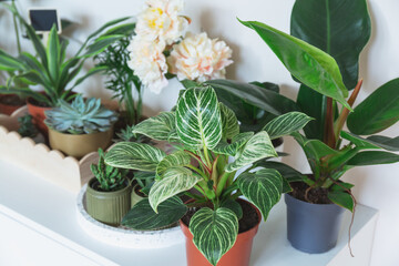 Close up of leaves of filodendron new wave in the pot. Big green leaves with white stripes. Indoor garden, home jungle © Natali