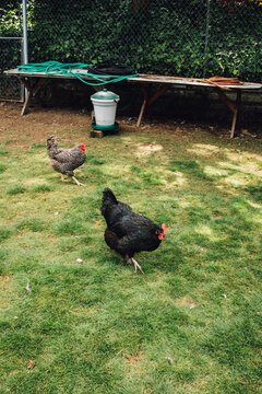 Chickens On Grass In Backyard Chicken Coop