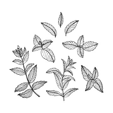Sketch style illustration of mint