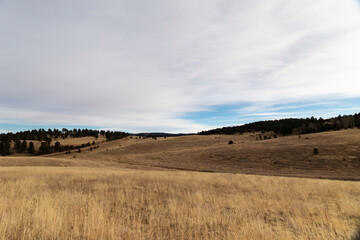 Bleak winter landscape with dried grass plains, low rolling hills topped with evergreen trees, winter cloudcover, horizontal aspect