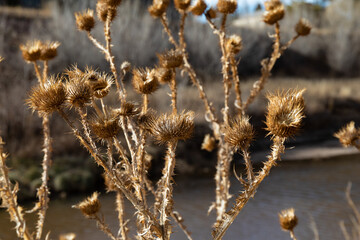 Obraz premium Close view of dried thistle flowers with thorny branches against a winter landscape, winter landscape, horizontal aspect